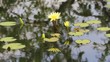 yellow lotus in the pond.