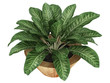 Dieffenbachia with variegated leaves