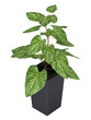 Ornamental Syngonium houseplant