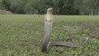 King Cobra