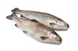 due trote iridee - two rainbow trouts