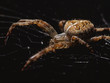 Kreuzspinne (Araneus diadematus)