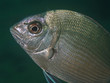 Grosse Geiss Brasse (Diplodus sargus sargus)