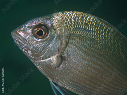Photo: Grosse Geiss Brasse (Diplodus sargus sargus) Grosse Geiss Brasse (Diplodus sargus sargus)