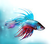 Colorful Betta Fish closeup. Dragon Fish. Aquarium