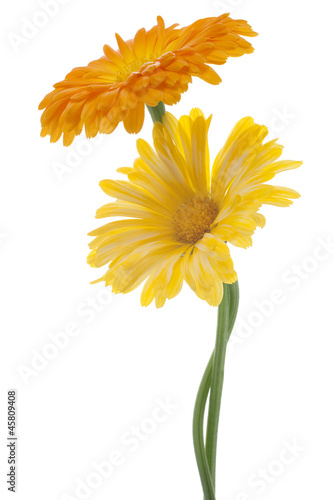 Photo: calendula calendula