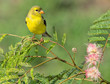 American Goldfinch
