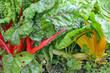 roter und gelber Mangold