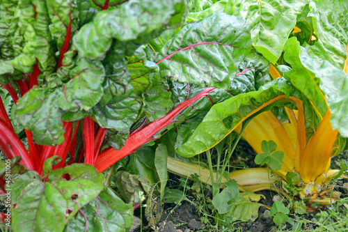 Photo: roter und gelber Mangold roter und gelber Mangold