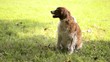 Three purebred dogs sitting in a row in park