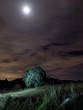 La encina y la luna
