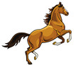 rearing brown horse