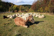 Farmer animals sunbathing in the autumn sun
