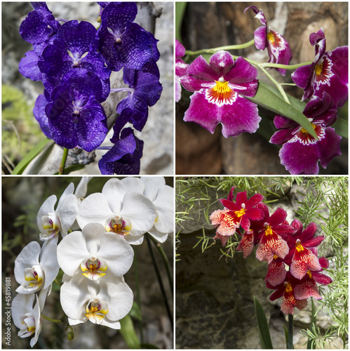 Photo: Orchids Orchids