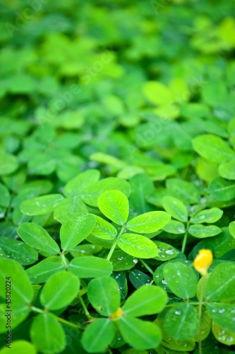 Photo: small leaf texture small leaf texture