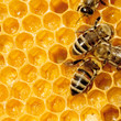 Macro Of Working Bee On Honeyc... Macro Of Working Bee On Honeyc...
