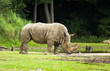 White rhinoceros or Ceratotherium simum