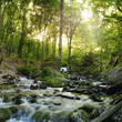 Photo: forest waterfall forest waterfall