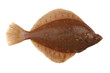 Plaice Fish