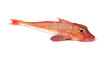 Red Gurnard Fish