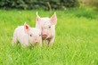Ferkel auf Wiese