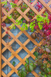 wild grape arbor in autumn