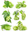 Collection of Hops isolated on a white background