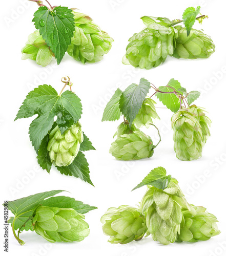 Photo: Collection of Hops isolated on a white background Collection of Hops isolated on a white background