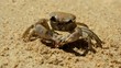 Large crab eats a fish on the beach