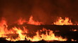 Fire storm in the forest