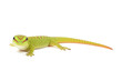 Madagascar day gecko on white background.