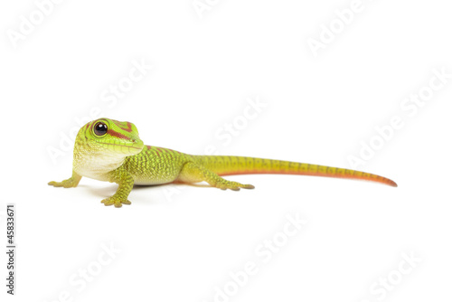 Photo: Madagascar day gecko on white background. Madagascar day gecko on white background.