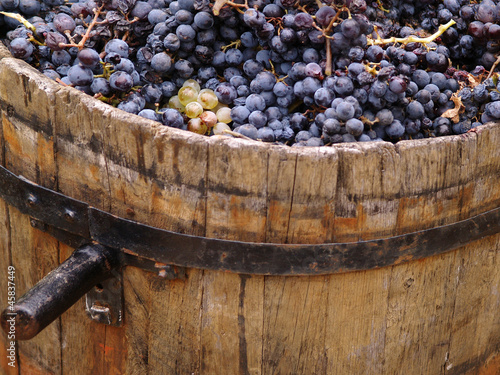 Photo: Harvesting grapes. Harvesting grapes.