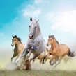 horses