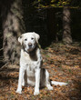 Hund im Wald