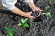 Photo: senior woman planting a pepper seedling senior woman planting a pepper seedling