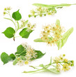 Collection of linden flowers isolated on white background