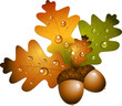 Vector: Oak branch with acorns Oak branch with acorns