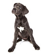 chiot Cané Corso femelle de 3 mois