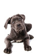chiot Cané Corso femelle de 3 mois couchée