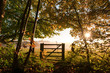 Photo: morning with sun rays and dramatic light morning with sun rays and dramatic light