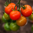 Tomato on the Vine