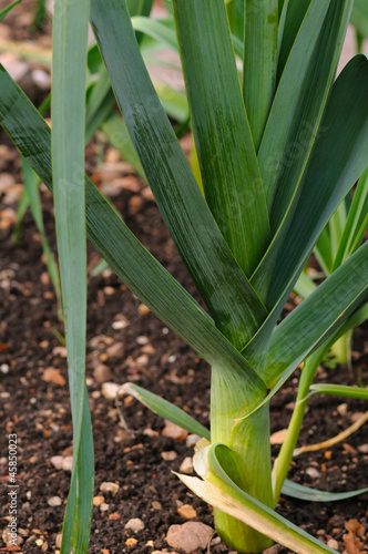 Photo: Organic Leek on the ground Organic Leek on the ground