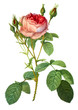 flower illustration