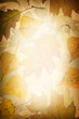 Autumn leaves background