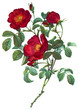 flower illustration