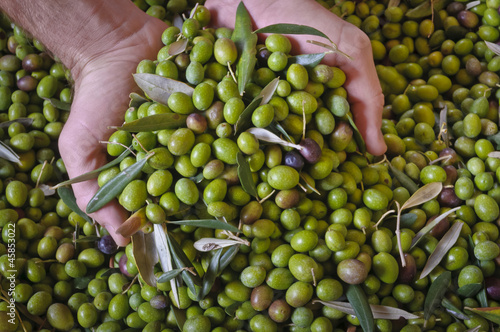 Photo: olive nelle mani olive nelle mani
