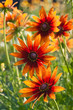 Foto: Red Yellow Rudbeckia flower Red Yellow Rudbeckia flower