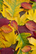 Herbstlaub