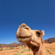 Camel in Sahara